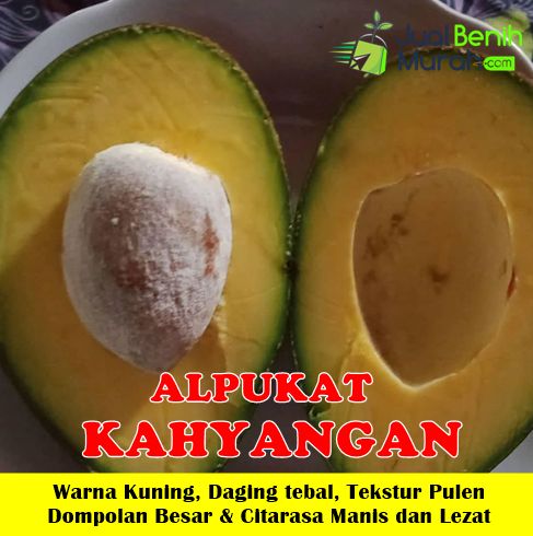 Bibit Alpukat Kahyangan