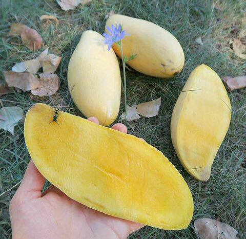 Mangga Namdokmai 4