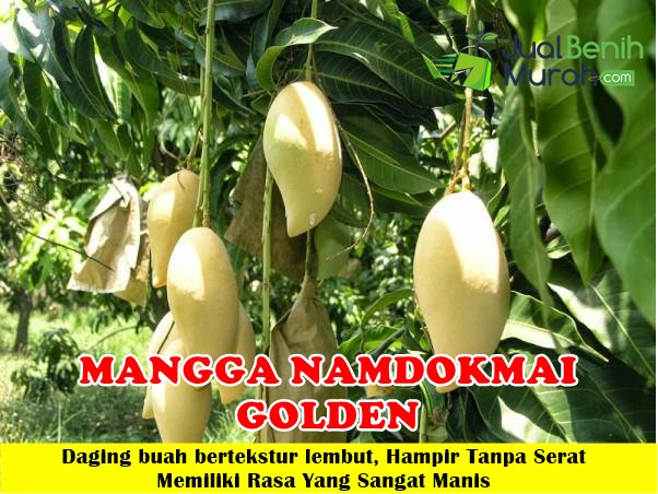 Bibit Mangga Namdokmai Golden