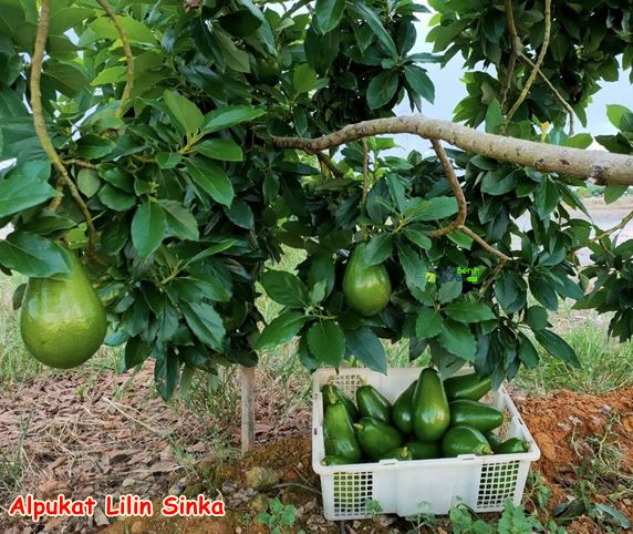 Bibit Alpukat Lilin Sinka 1
