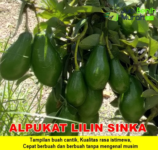Bibit Alpukat Lilin Sinka