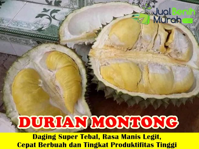 Bibit Durian Montong Super