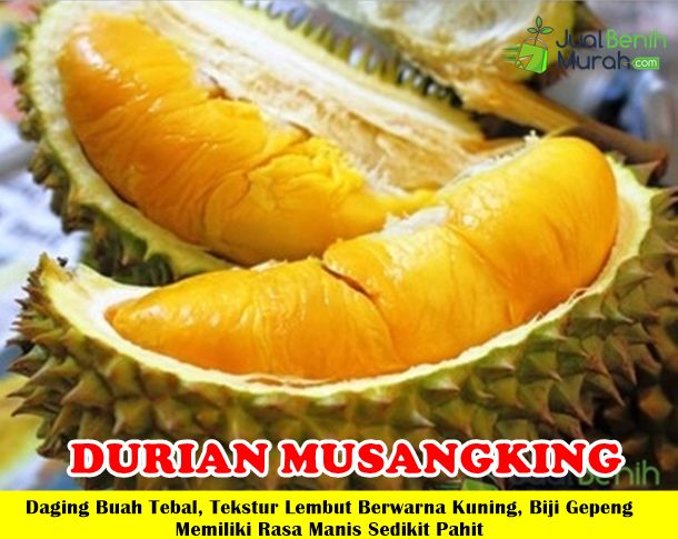 Bibit Durian Musangking kaki 3 Unggul