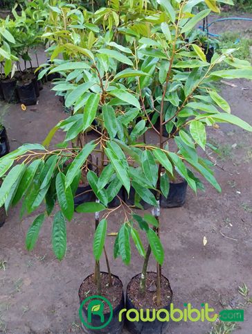 Bibit Durian Musang king kaki 3