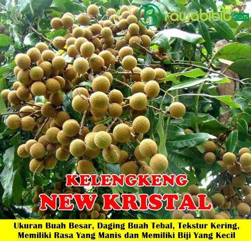 Bibit Kelengkeng New Kristal Unggul