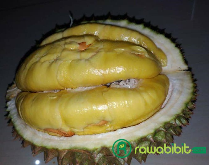 Bibit Durian Musang king