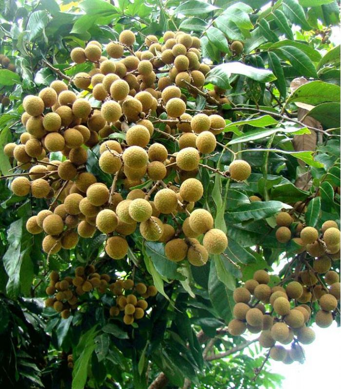 Buah Kelengkeng new Kristal