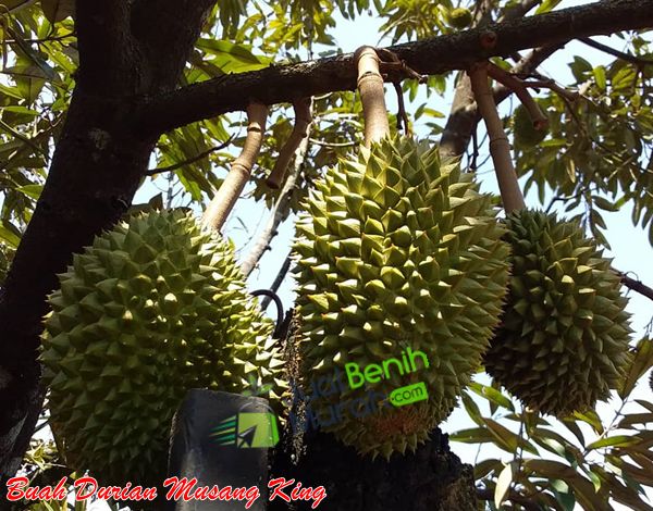 Buah durian Musang king