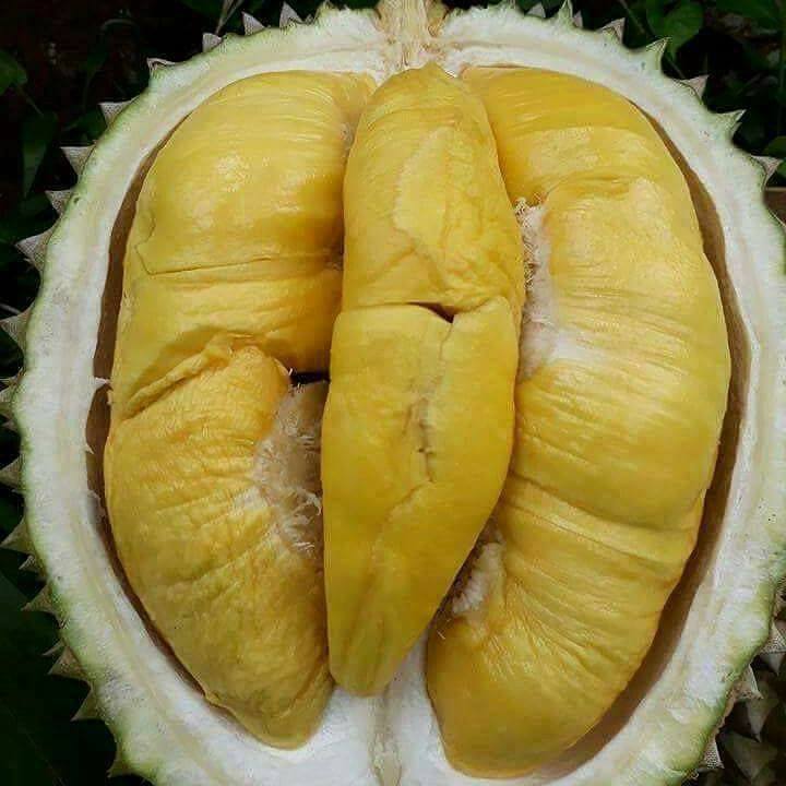 Durian Bawor 11