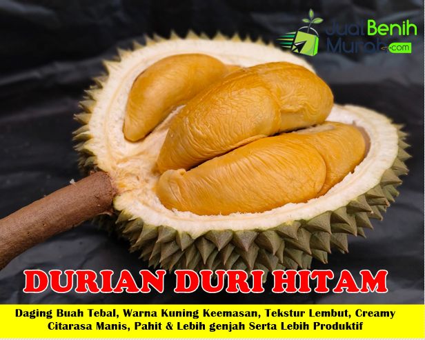Bibit Durian Duri Hitam