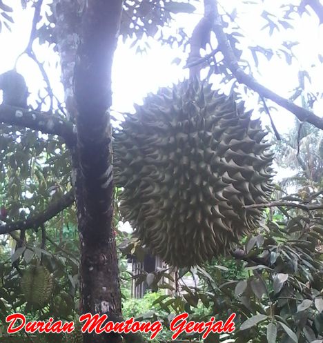 Durian Montong genjah
