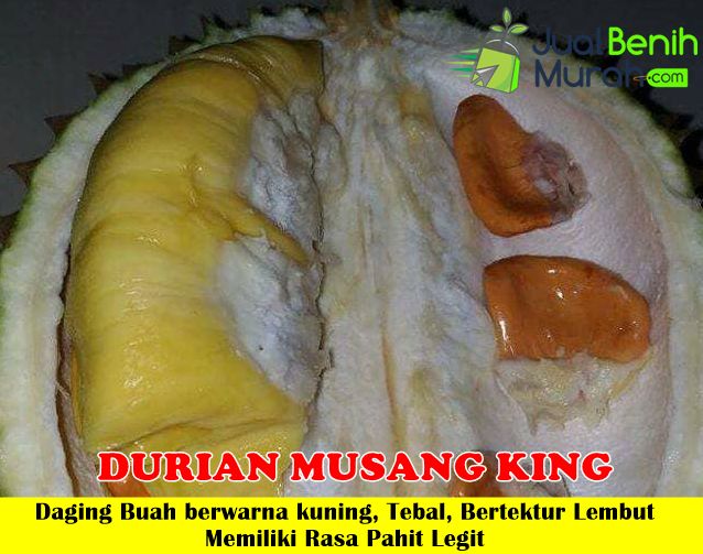 Bibit Durian Musang King