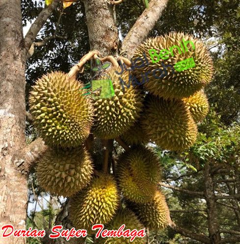 Durian Super Tembaga