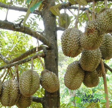 Durian bawor 21