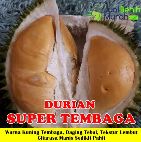 Bibit Durian Super Tembaga