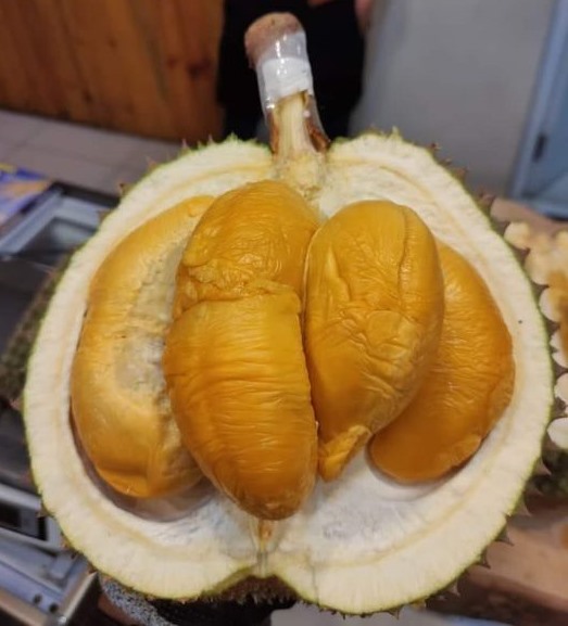 durian duri hitam 99