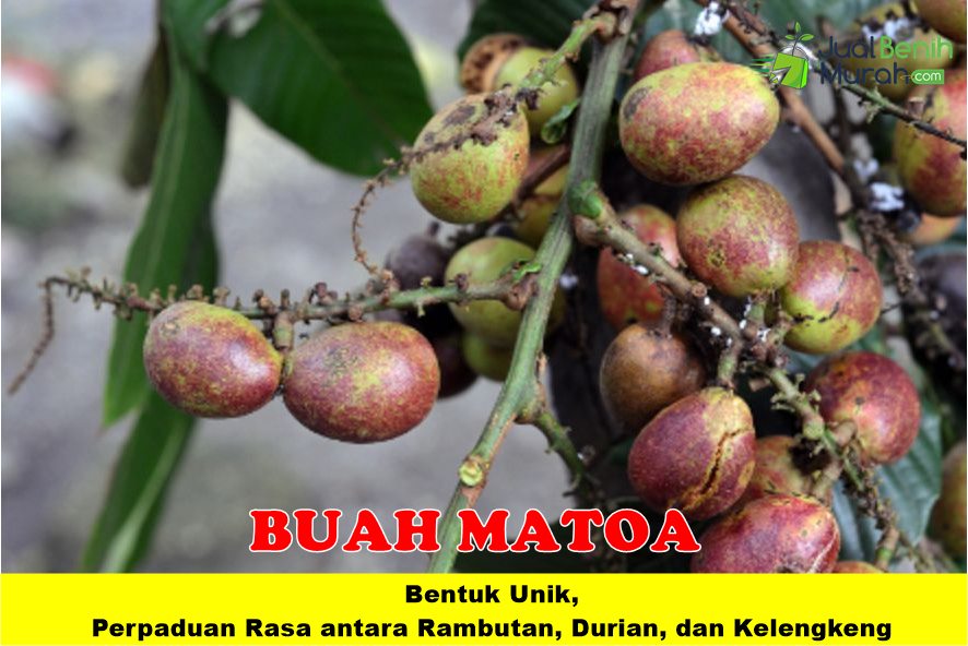 Bibit Matoa