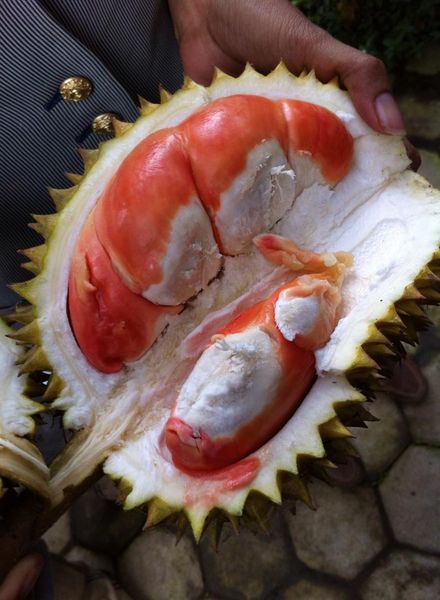 Bibit DUrian Merah super