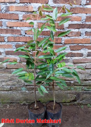Bibit Durian Matahari unggul