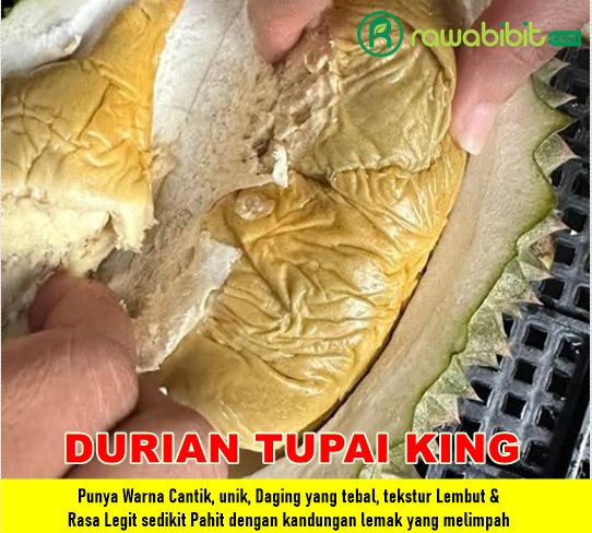 Bibit Durian Tupai King