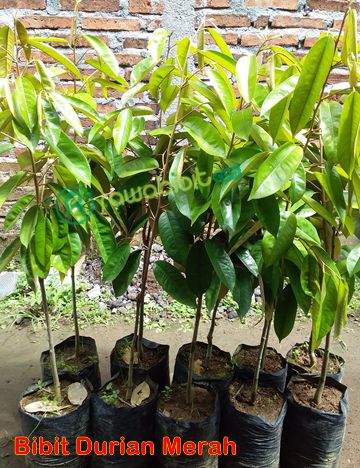 Bibit Durian merah Banyuwangi
