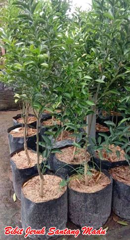 Bibit Jeruk santang Madu