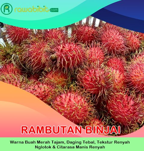 Bibit Rambutan Binjai Super