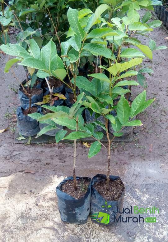 Bibit Rambutan Binjai unggul