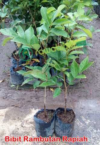 Bibit Rambutan Rapiah