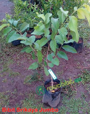 Bibit Tanaman Srikaya Jumbo