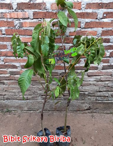 Bibit srikaya Biriba