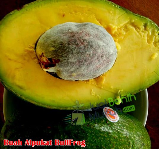 Buah Alpukat Bullfrog