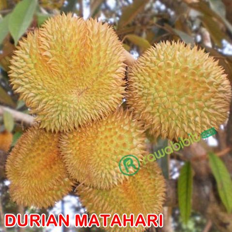 Buah Durian Matahari