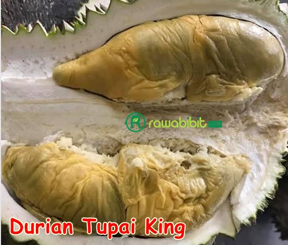 Buah Durian Tupai King