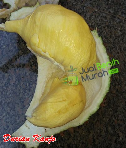 Buah Durian kanjo
