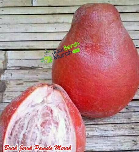 Buah Jeruk Pamelo Merah