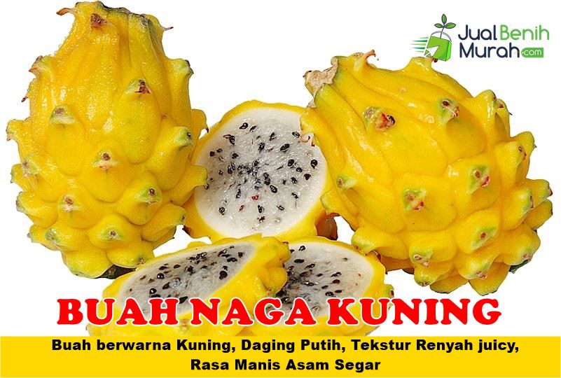 Bibit Buah Naga Kuning 