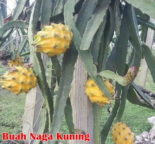 Buah Naga Kuning