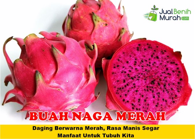 Bibit Buah Naga Merah