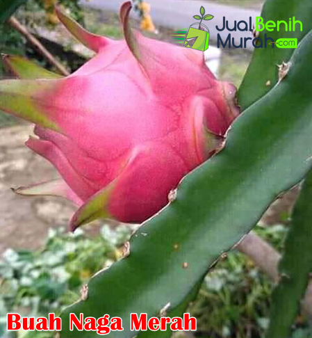 Buah Naga Merah