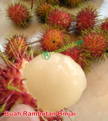 Buah Rambutan Binjai