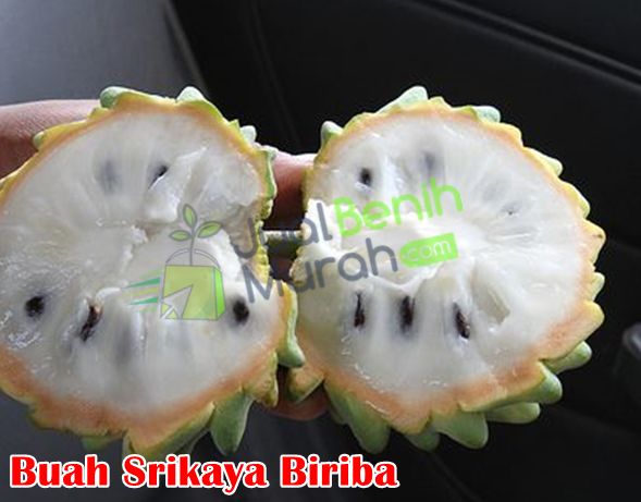Buah Srikaya Biriba