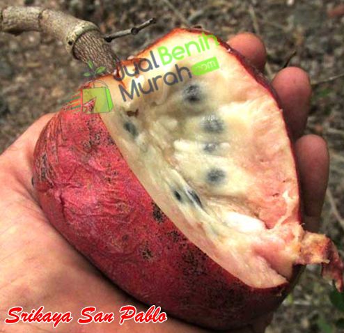 Buah Srikaya San Pablo