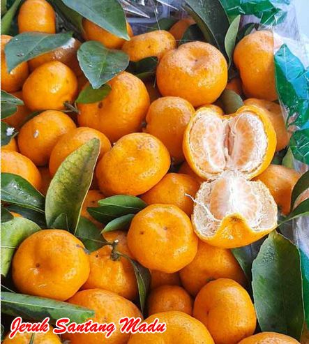 Buah jeruk santang madu