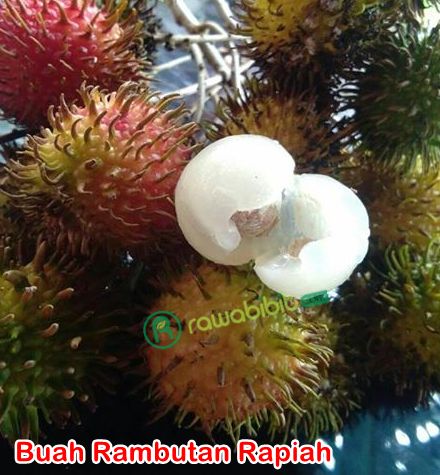 Buah rambutan Rapiah