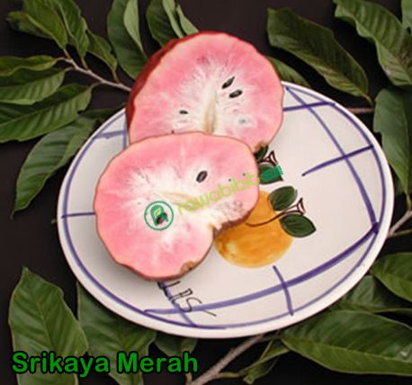Buah srikaya Merah