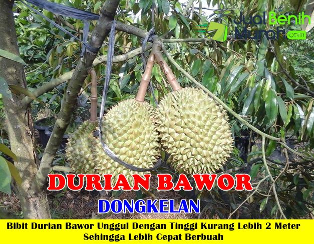 Durian Bawor Dongkelan