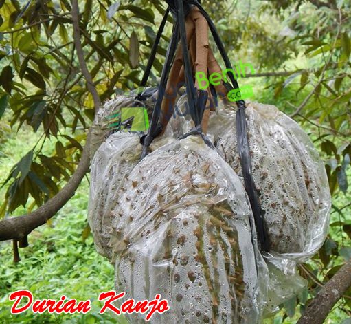 Durian Kanjo