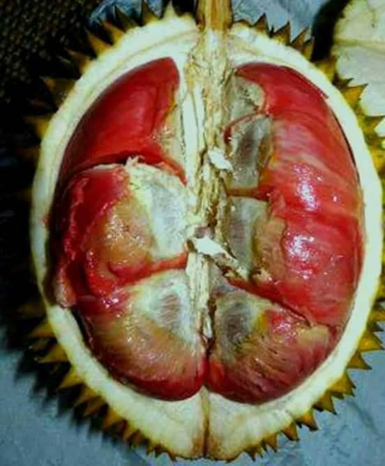 Durian merah 8