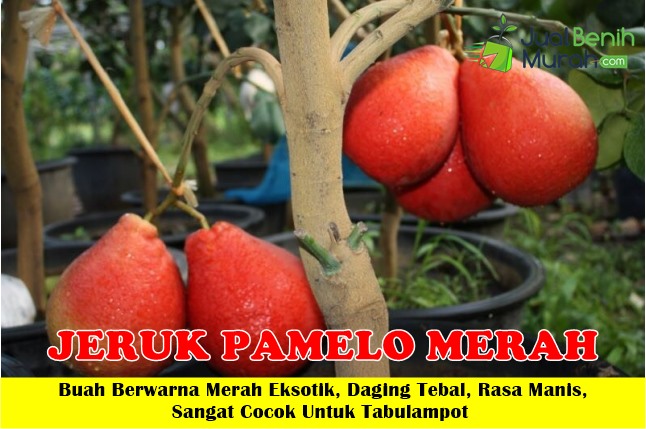 Bibit Jeruk Pamelo Merah